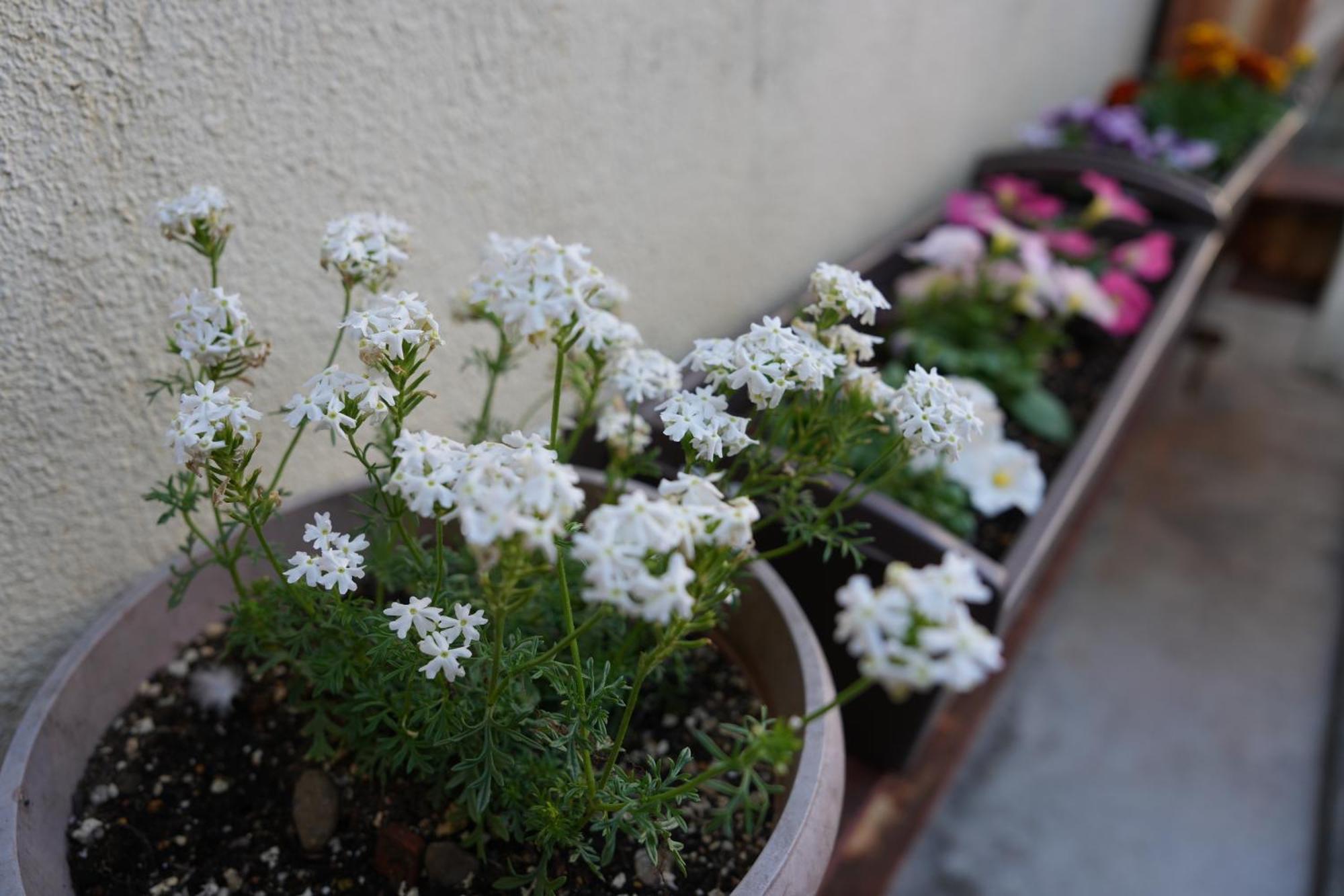 Guest House Tokyo Samurai Exterior photo